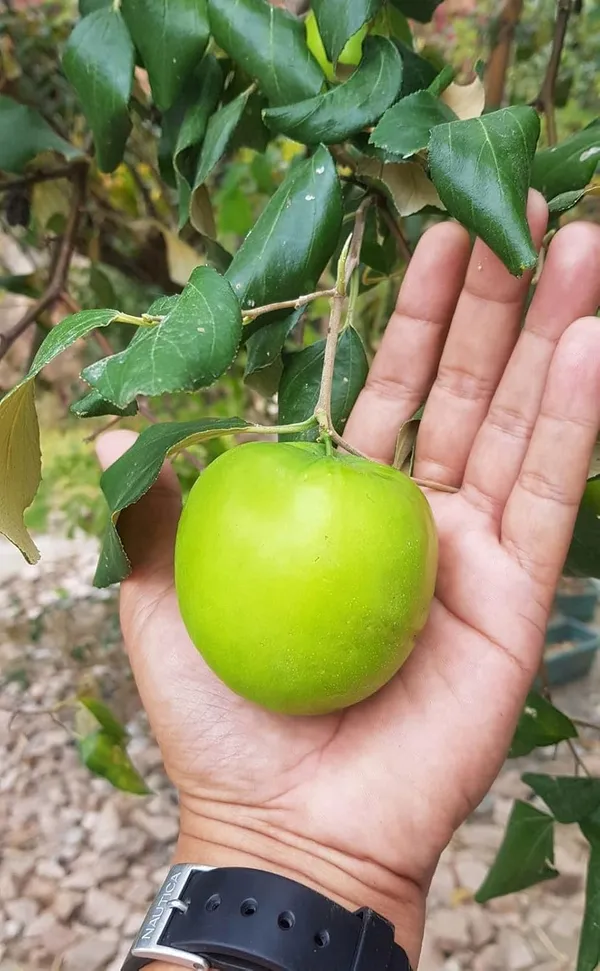 Apple_Ber_Fruit_Plant