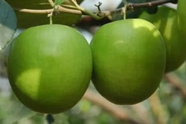 Apple_Ber_Fruit_Plant