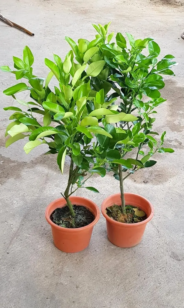 Pomelo_Plant