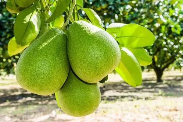 Pomelo_Plant