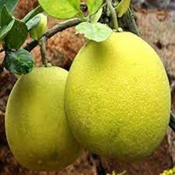 Pomelo_Plant
