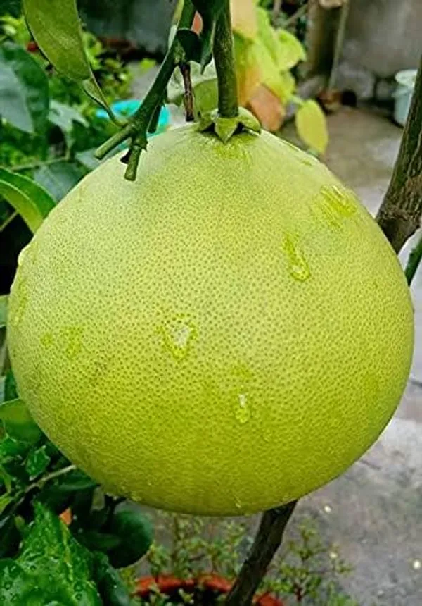 Pomelo_Plant