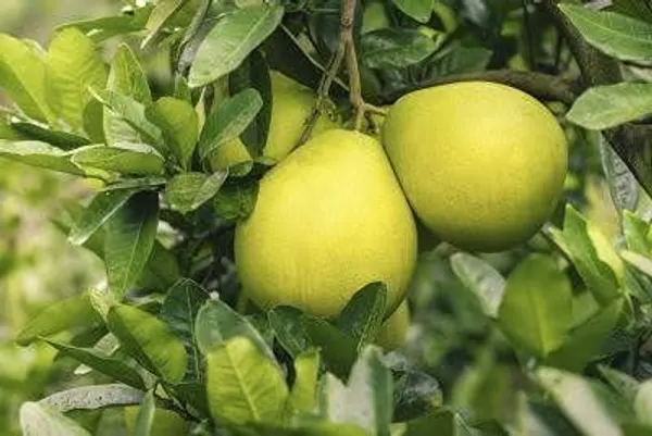 Pomelo_Plant