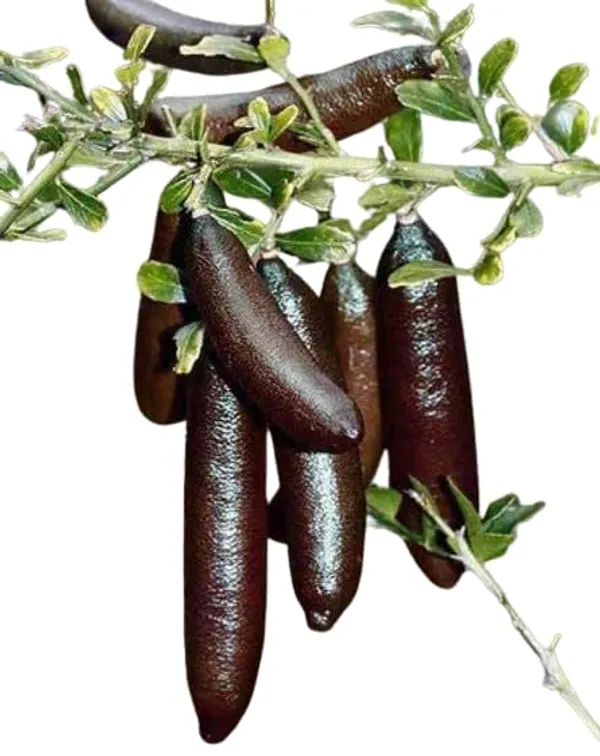 Finger_Lime_Plant