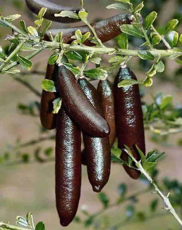 Finger_Lime_Plant