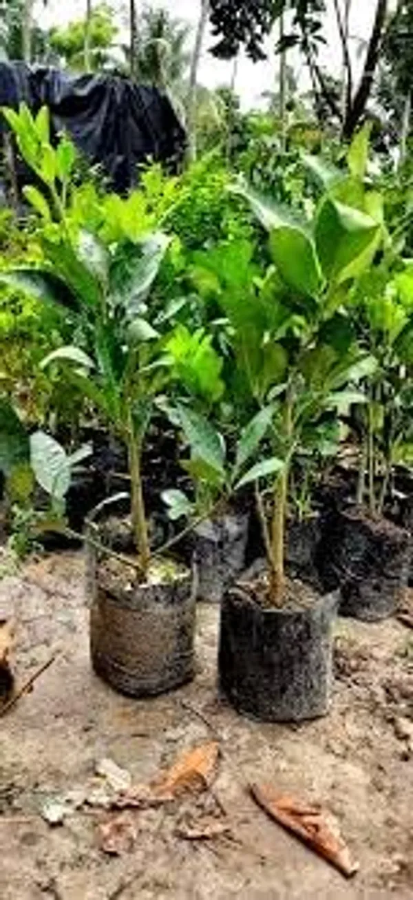 Gandharaj_Lemon_Plant