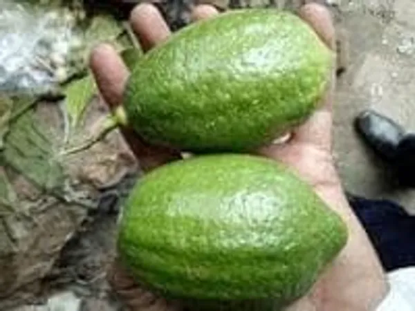 Gandharaj_Lemon_Plant