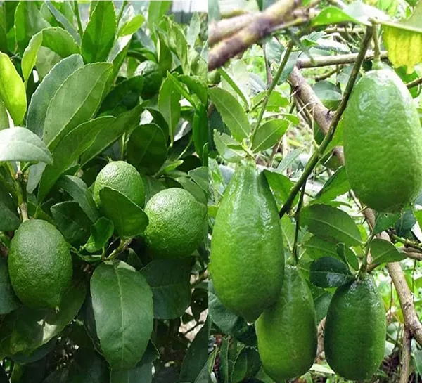 Gandharaj_Lemon_Plant