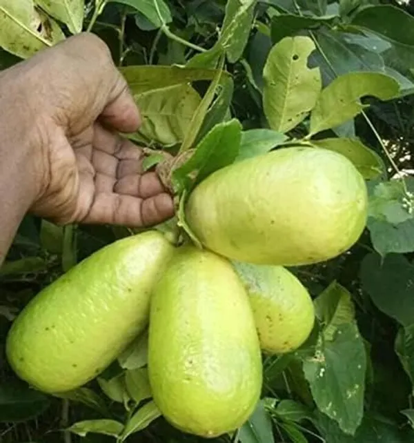Gandharaj_Lemon_Plant