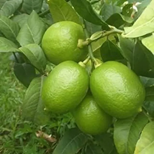 Gandharaj_Lemon_Plant