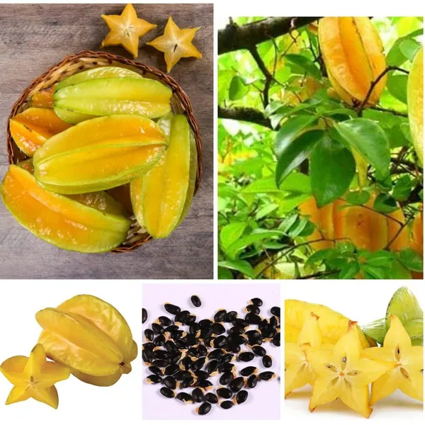Star_Fruit_Plant