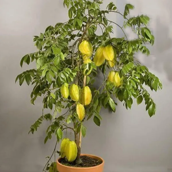 Star_Fruit_Plant