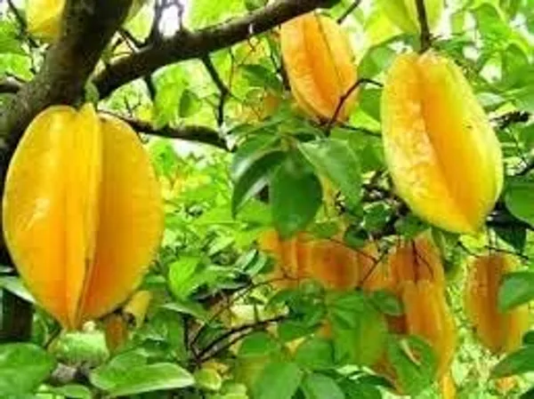 Star_Fruit_Plant