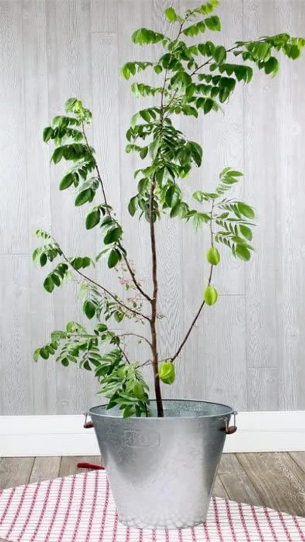 Star_Fruit_Plant