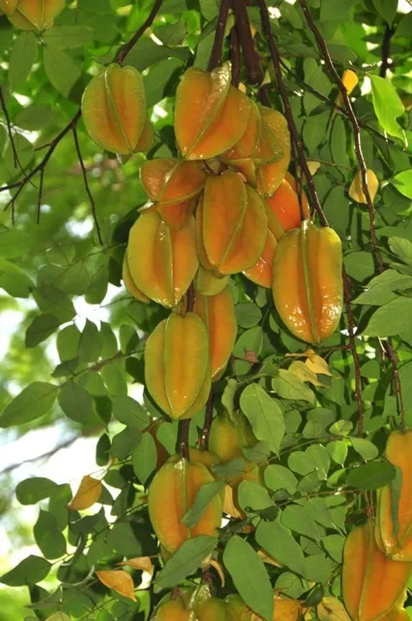 Star_Fruit_Plant