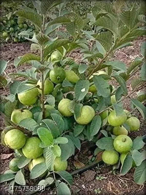 Grafted_Guava_Plant