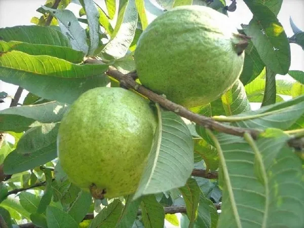 Grafted_Guava_Plant