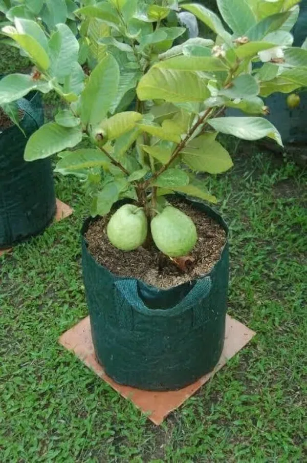 Grafted_Guava_Plant