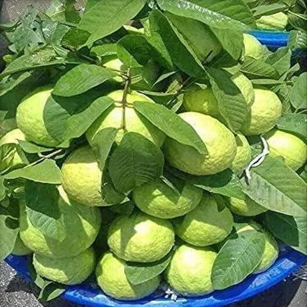 Grafted_Guava_Plant