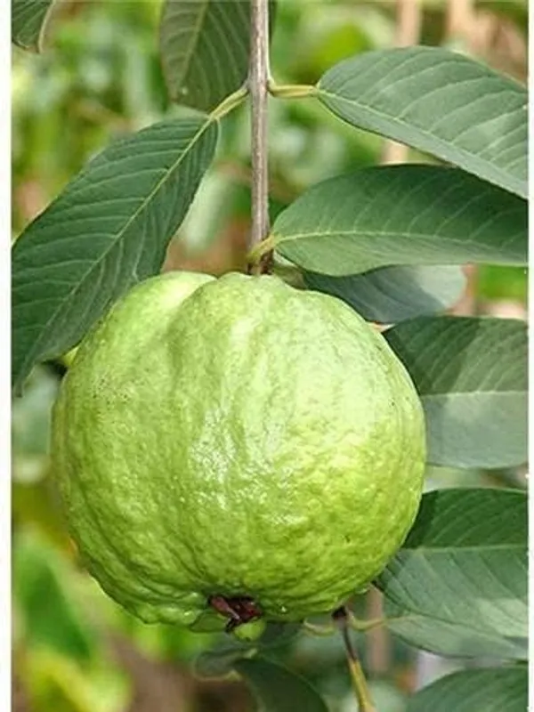 Grafted_Guava_Plant