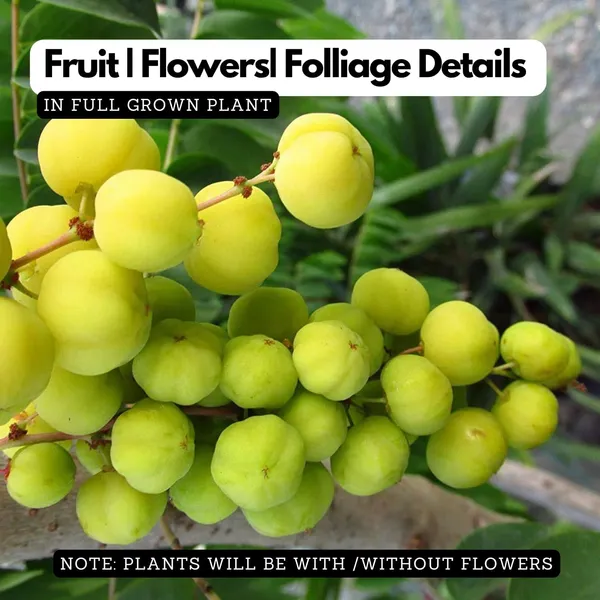 Star_Gooseberry_Plant