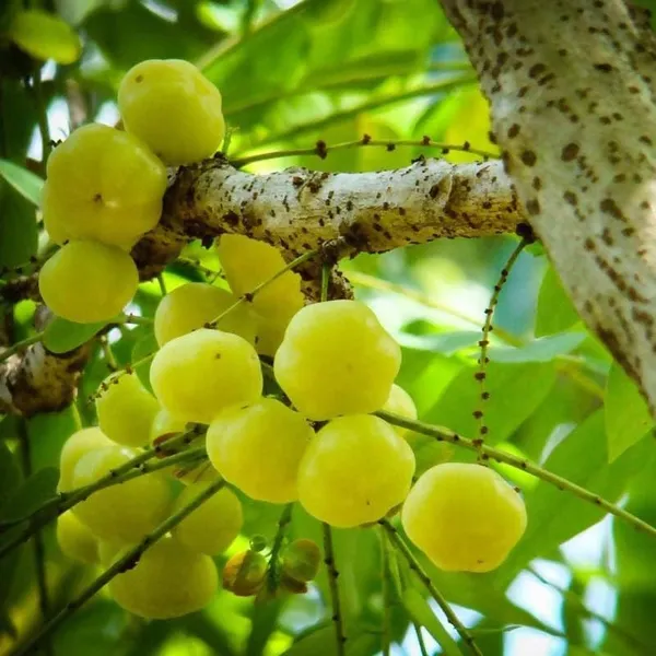 Star_Gooseberry_Plant