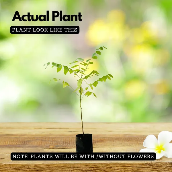 Star_Gooseberry_Plant