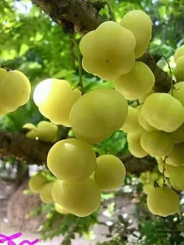 Star_Gooseberry_Plant