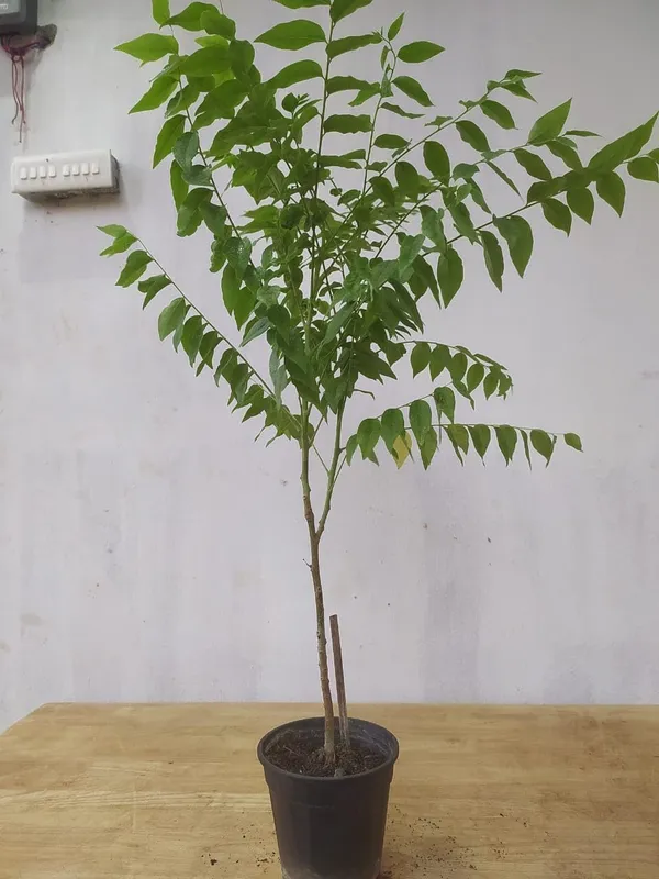 Star_Gooseberry_Plant