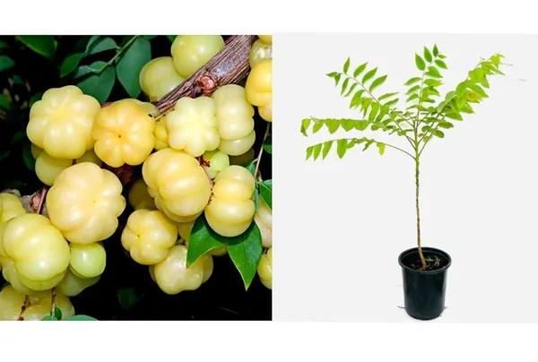 Star_Gooseberry_Plant