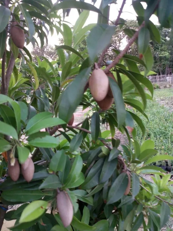 Chiku_Grafted_Plant