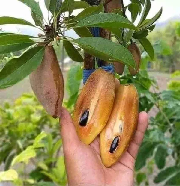 Chiku_Grafted_Plant