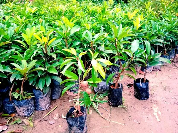 Chiku_Grafted_Plant