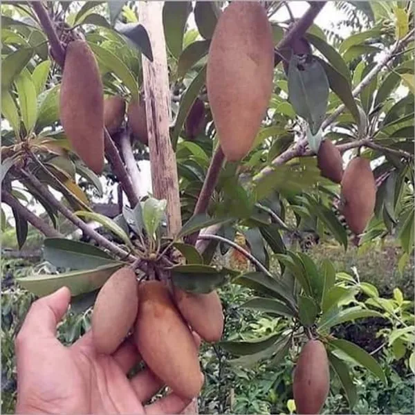 Chiku_Grafted_Plant