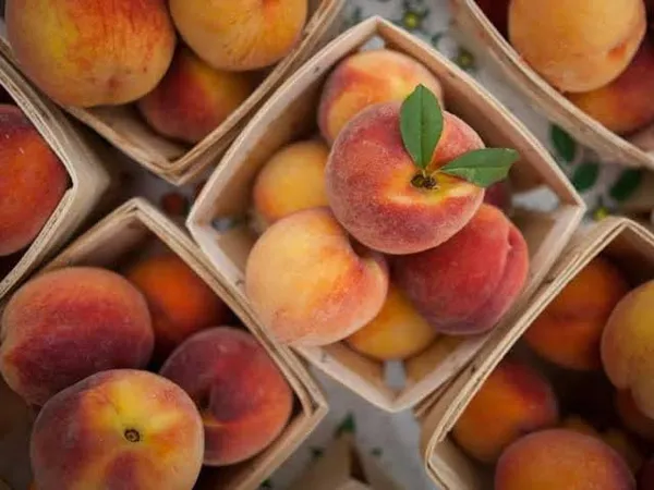 Peach_Plant
