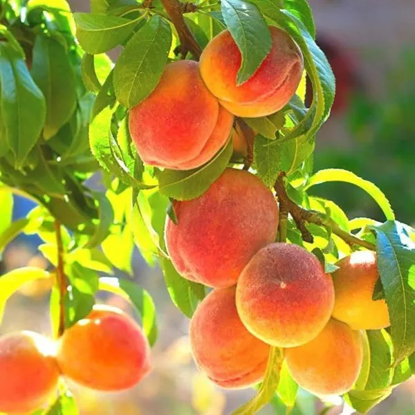 Peach_Plant