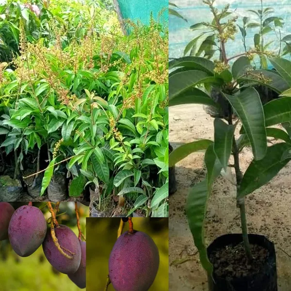 Grafted_Mango_Plant