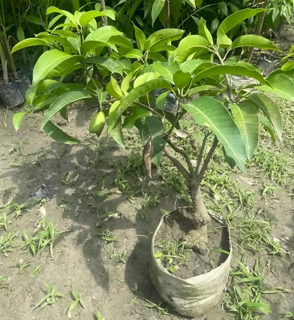 Grafted_Mango_Plant