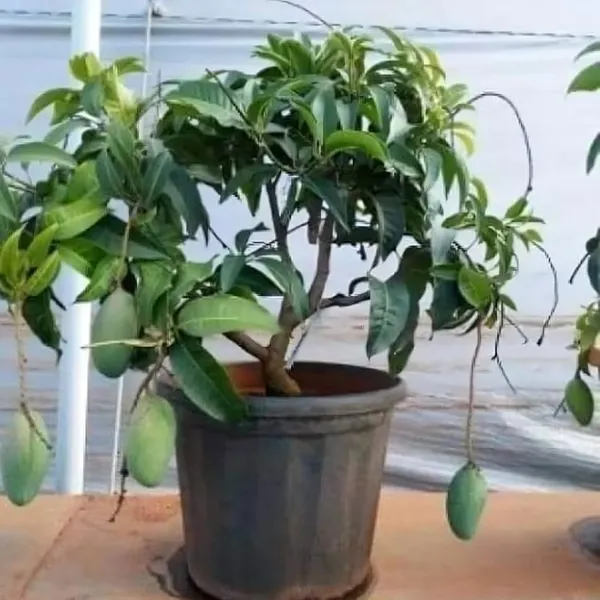 Grafted_Mango_Plant
