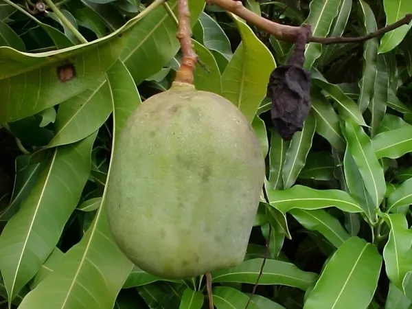 Mango_Plant_Grafted_Dwarf_Lemon_Tree_2_3_Feet_Tall_Citrus_Plant_Indoor_Outdoor_Live_Potted_Fruit_Tree