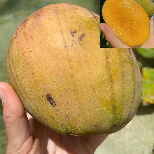 Mango_Plant_Grafted_Dwarf_Lemon_Tree_2_3_Feet_Tall_Citrus_Plant_Indoor_Outdoor_Live_Potted_Fruit_Tree