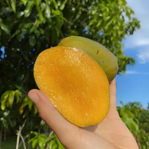 Mango_Plant_Grafted_Dwarf_Lemon_Tree_2_3_Feet_Tall_Citrus_Plant_Indoor_Outdoor_Live_Potted_Fruit_Tree