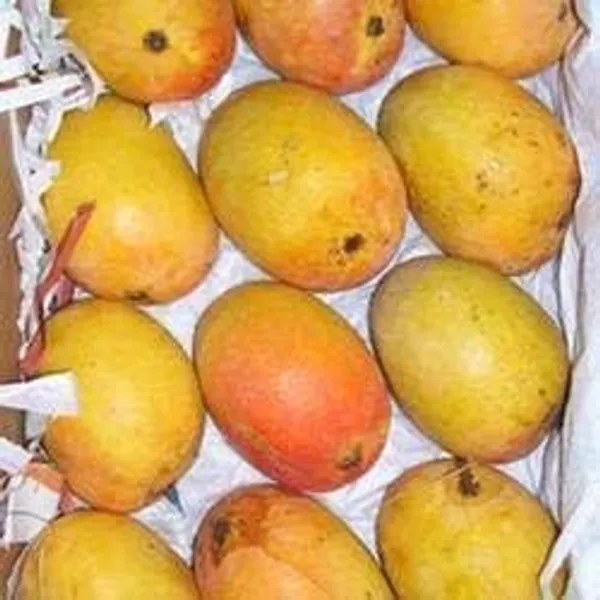 Mango_Plant_Grafted_Dwarf_Lemon_Tree_2_3_Feet_Tall_Citrus_Plant_Indoor_Outdoor_Live_Potted_Fruit_Tree