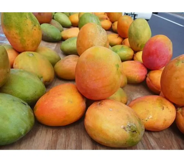 Mango_Plant_Grafted_Dwarf_Lemon_Tree_2_3_Feet_Tall_Citrus_Plant_Indoor_Outdoor_Live_Potted_Fruit_Tree
