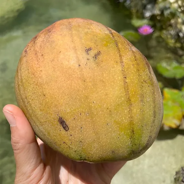 Mango_Plant_Grafted_Dwarf_Lemon_Tree_2_3_Feet_Tall_Citrus_Plant_Indoor_Outdoor_Live_Potted_Fruit_Tree