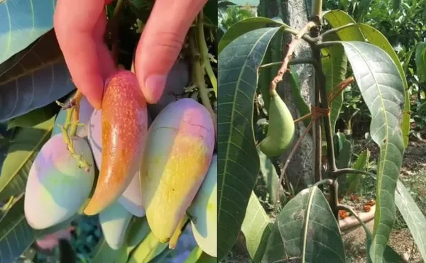 Grafted_Mango_Plant