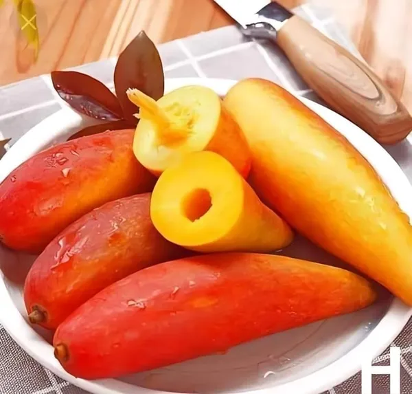 Grafted_Mango_Plant