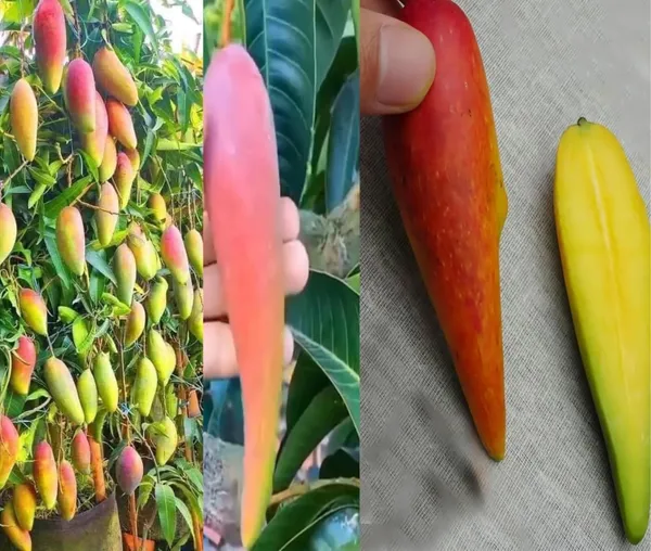 Grafted_Mango_Plant