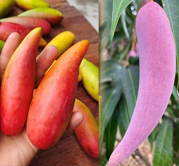 Grafted_Mango_Plant
