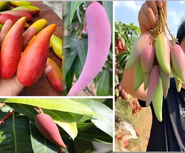 Grafted_Mango_Plant